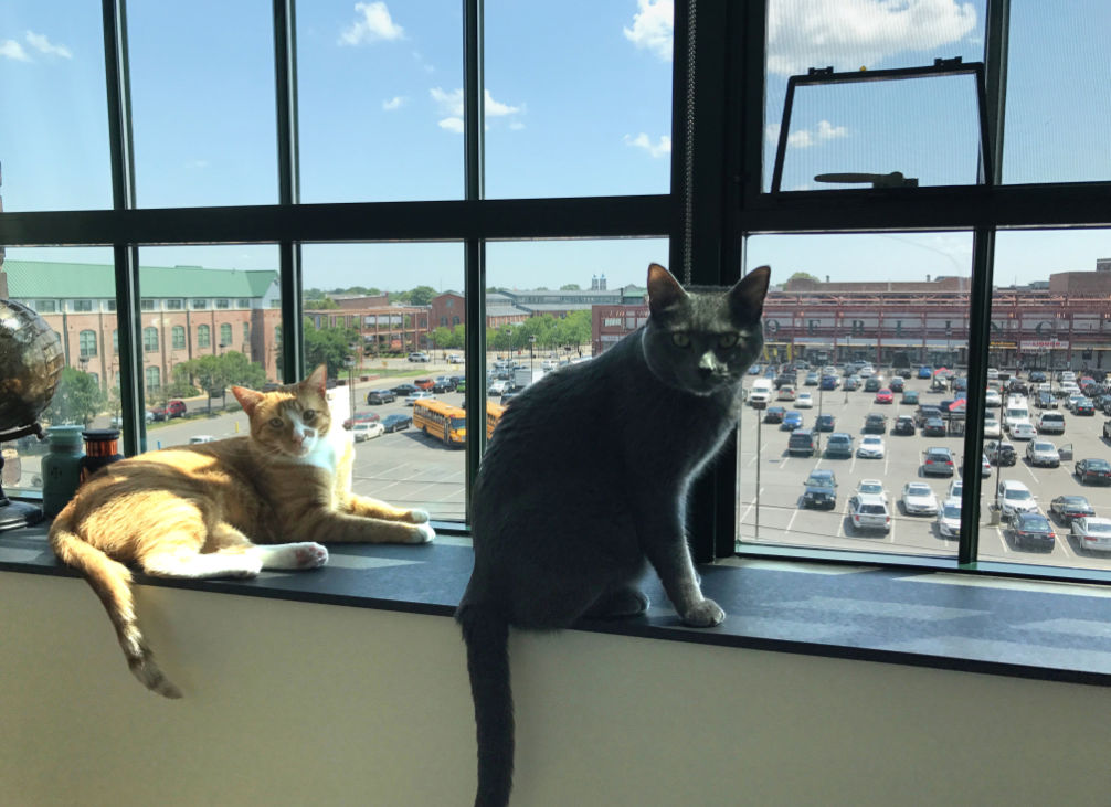 Cats on Window
